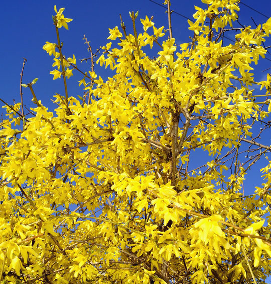 желтый куст цветет весной