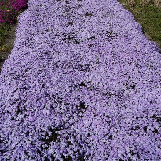 цветущий коврик из шиловидного флокса