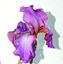 цветы ириса бородатого крупно-цветкового купить украина  