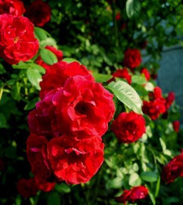 розы купить красные в Украине Киев от производителя доставка