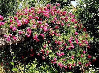 Изображение роза мелкоцветкая плетистая розовая
